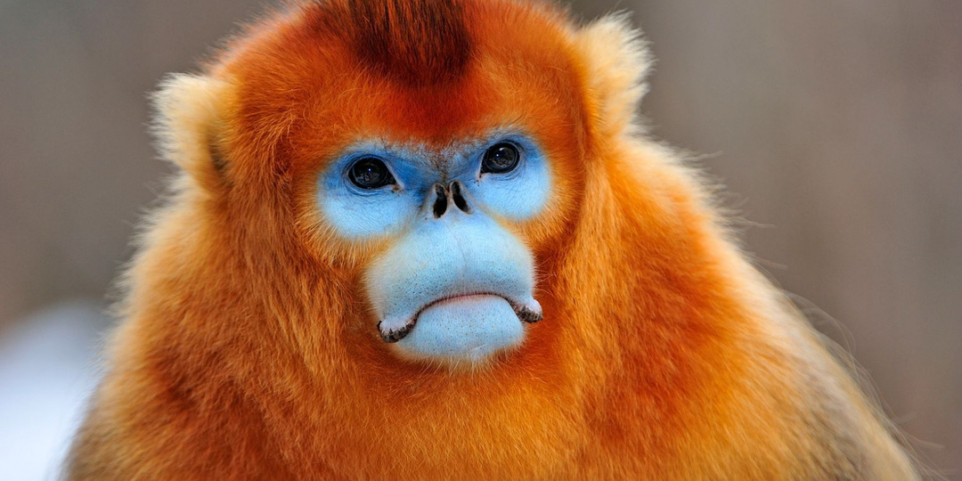Золотистый курносый ринопитек: удивительный примат из китайских гор