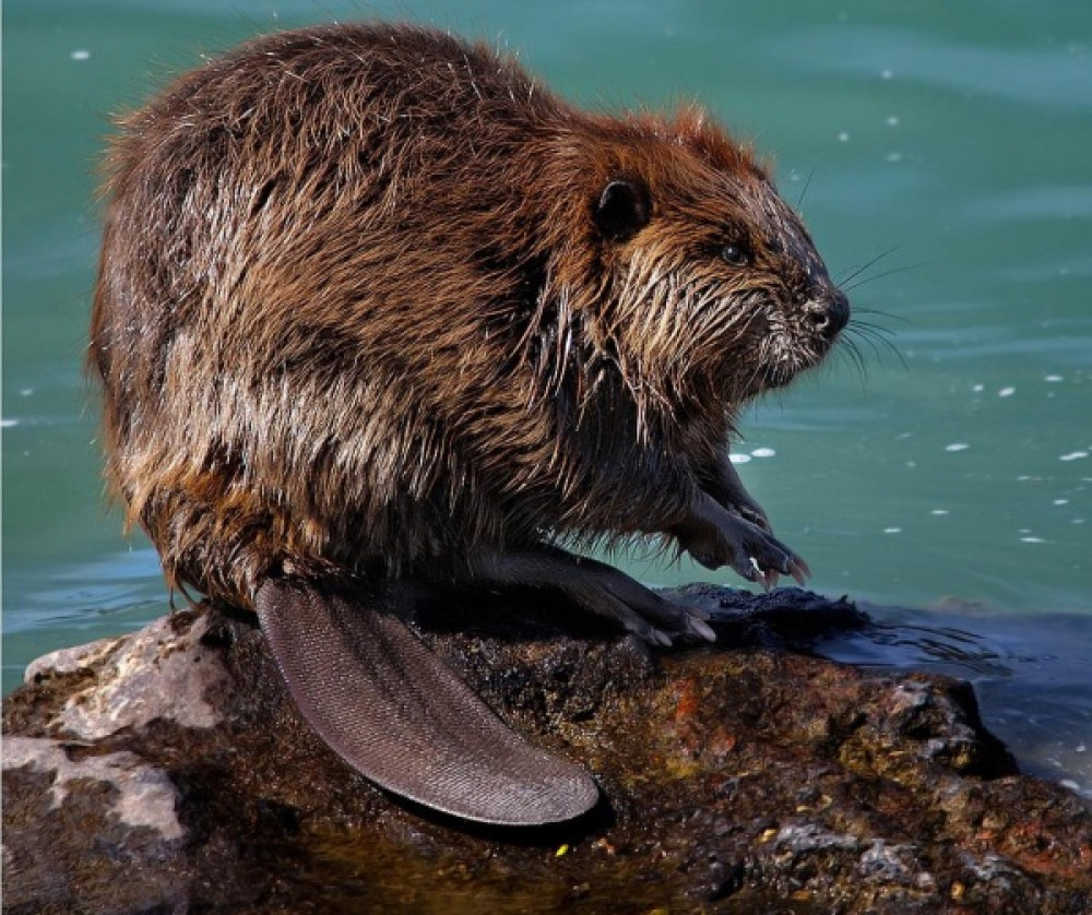 Даже у самых знакомых нам животных есть тайны, о которых мы и не догадывались.