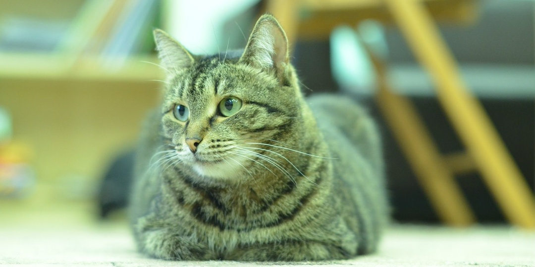 Разведка секретов не выдаёт