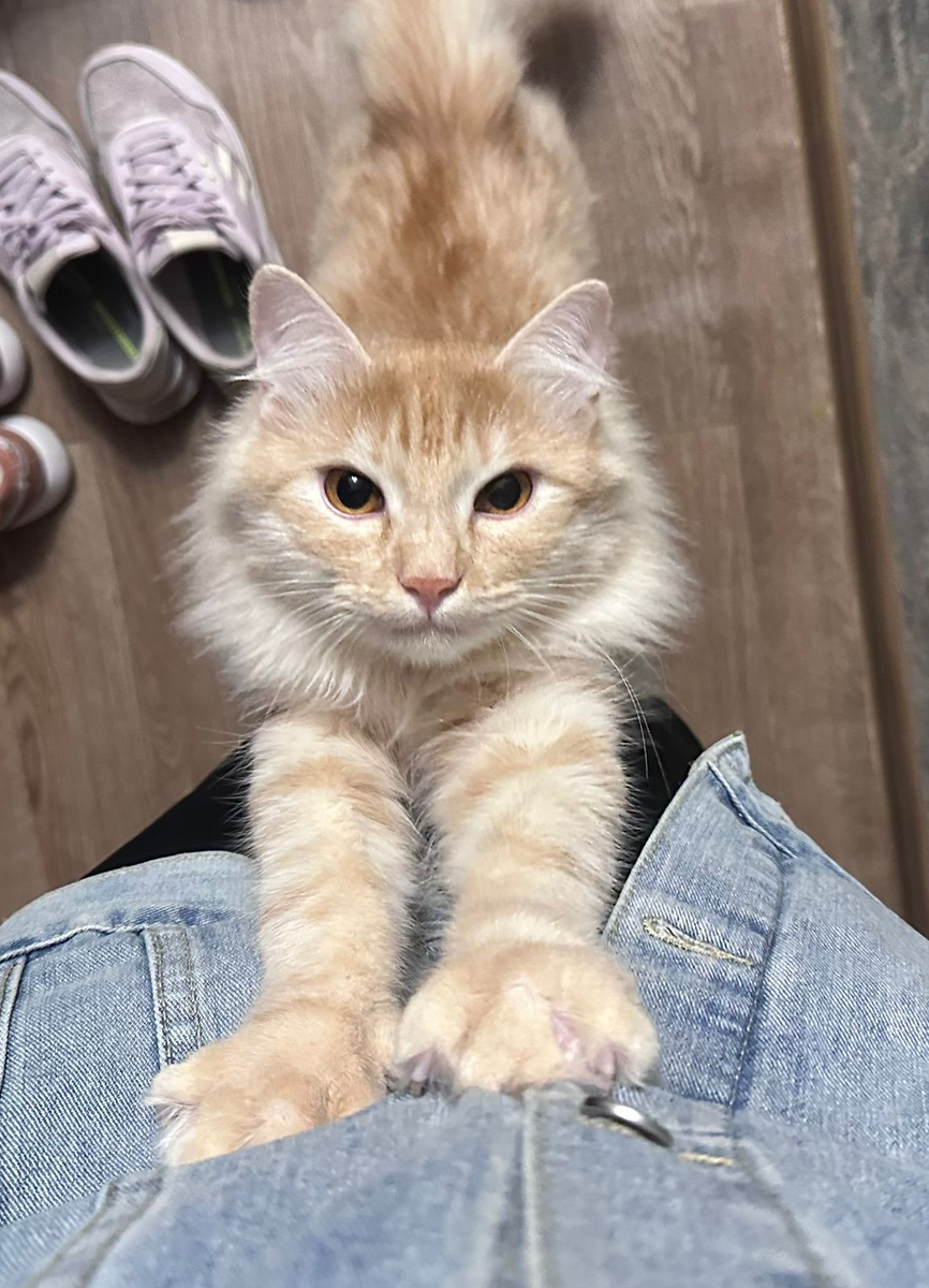 Симба по пояс Вике, когда стоит на задних лапах.