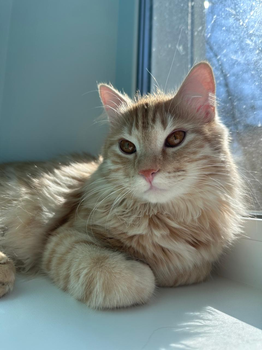 Красавец Симба.