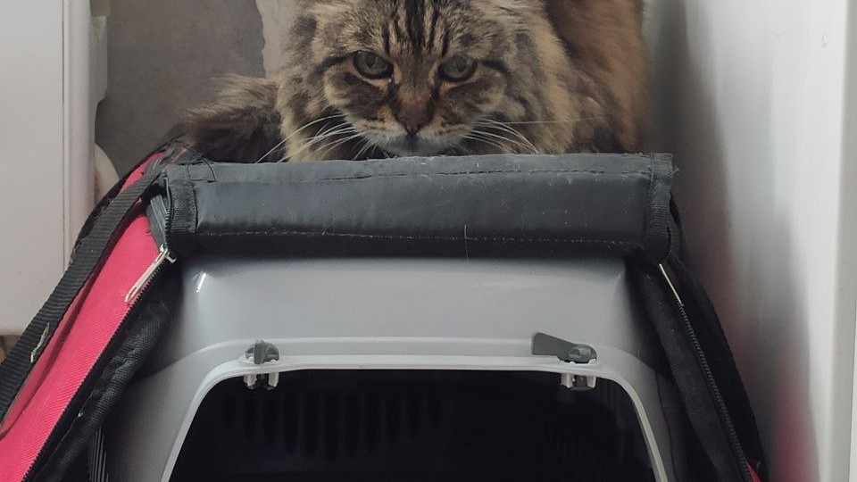 План лечения Анфисы