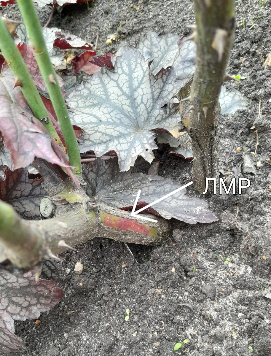 Юбилей Кордеса 