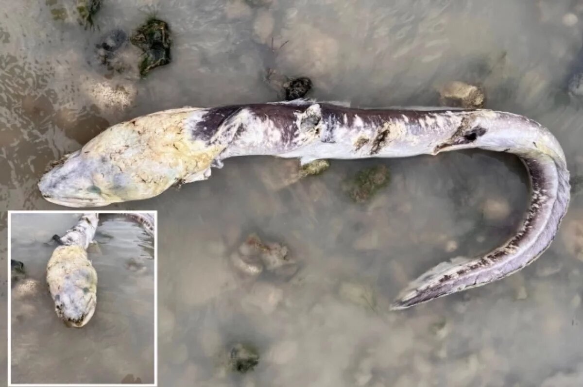    Загадочное 3-метровое существо-зомби выбросило на популярный пляж Британии