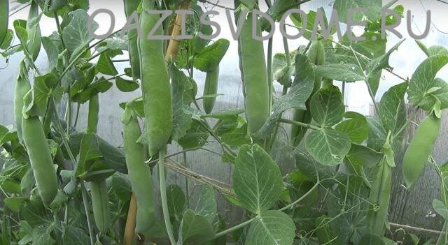 Горох - отличный предшественник чеснока