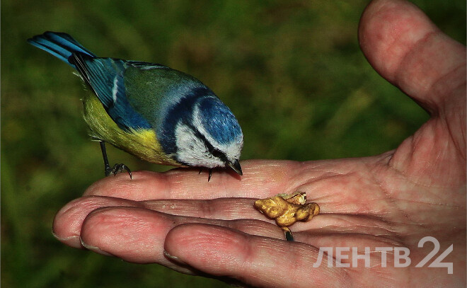    © Анастасия Илюшина / ЛенТВ24, архивное фото
