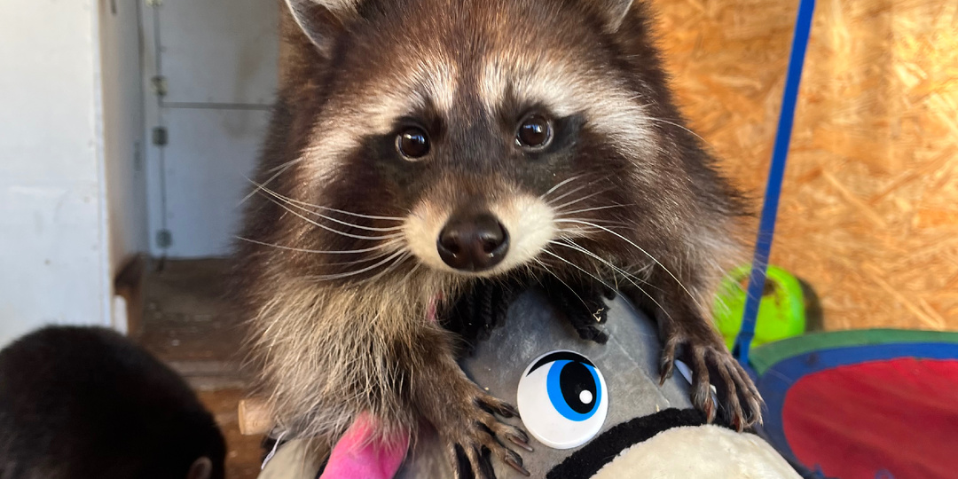 Интересные факты от енотах ☺️