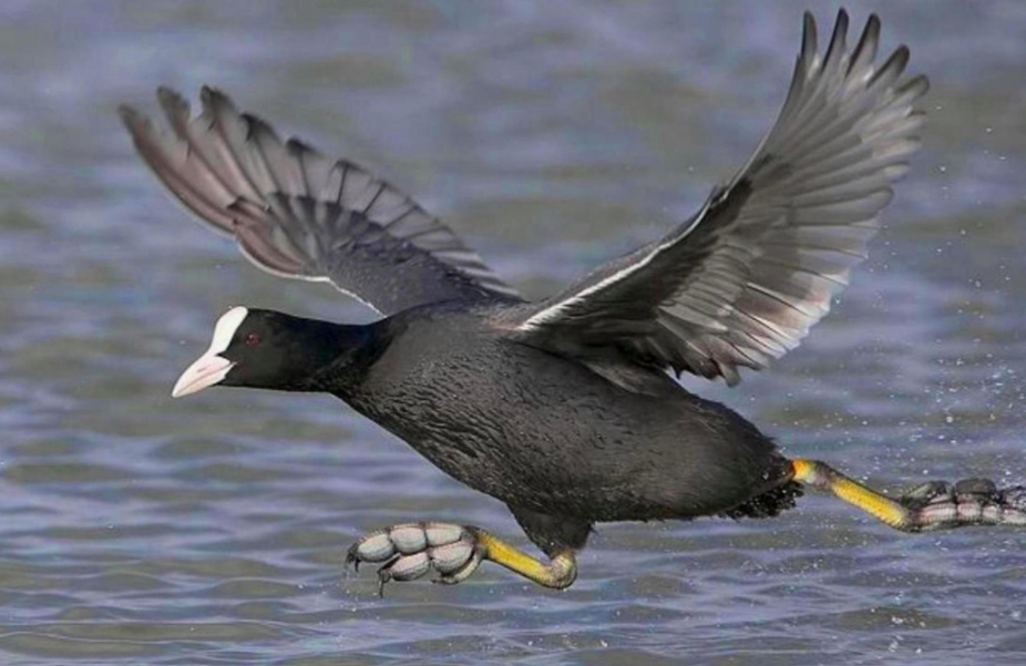 Птица Лысуха