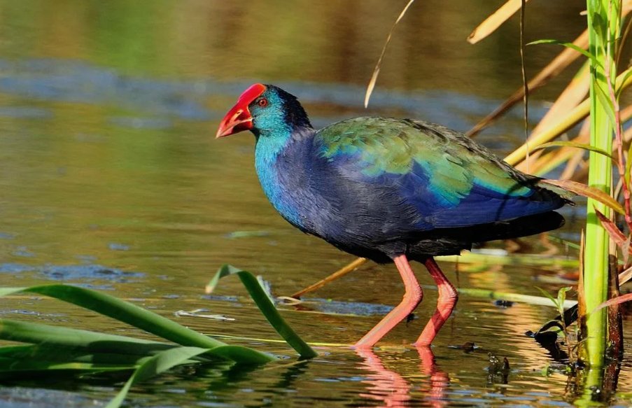Каспийская султанка
