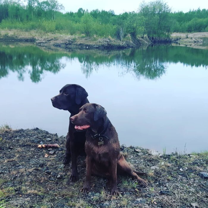 Лабрадоры Купер и Дженна ничего не имеют против маркировки - они воспитанные собаки / фото: Vostok.Today