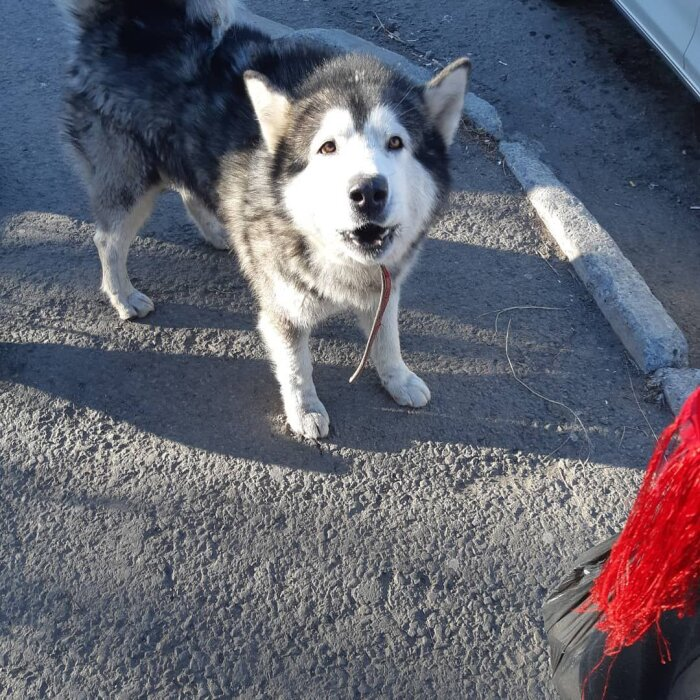 Аляскинский маламут Рэм гулял без поводка, без хозяина, один. Он потерялся, хозяева искали его два месяца, с трудом нашли. Теперь Рэм гуляет на поводке / фото: Vostok.Today 