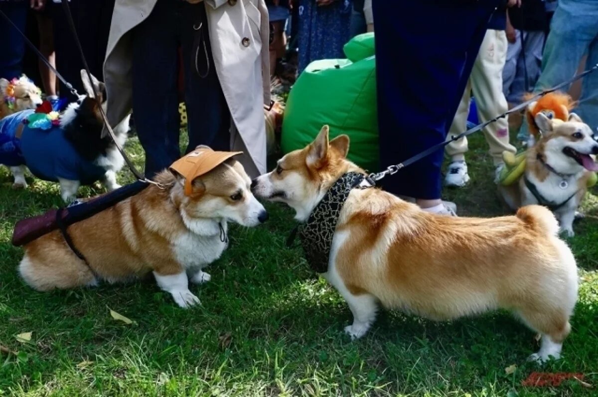    Закон об обязательной регистрации собак ввели в Якутии