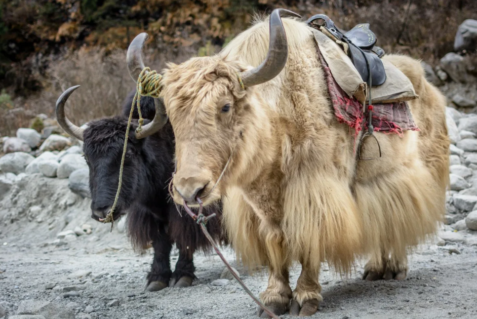 Тибетский Як 