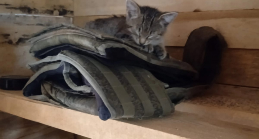    Есть 1 место, куда можно целовать кошку - она не будет против. На заметку каждому хозяину