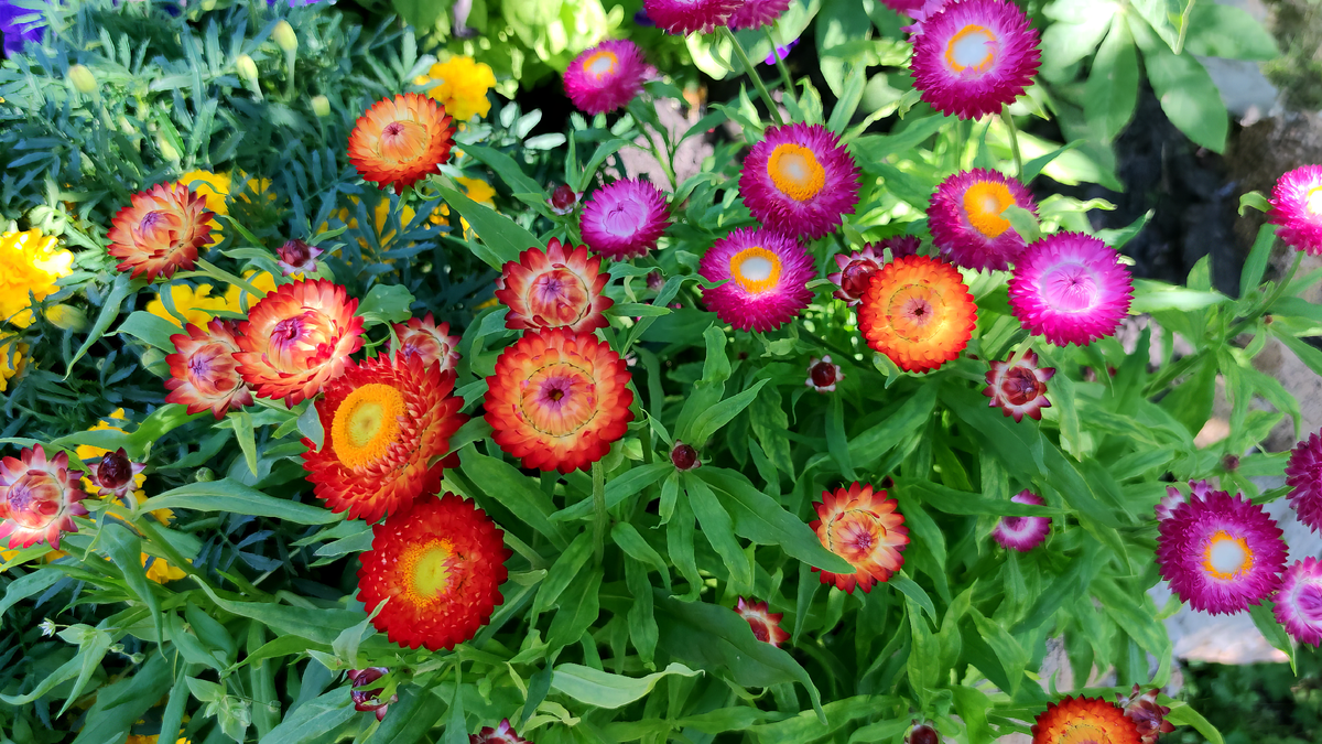 Гелихризум (Helichrysum)