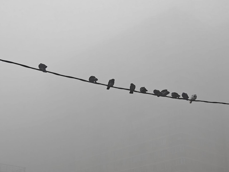    Фото: Юрий Серебренников/BFM Кубань