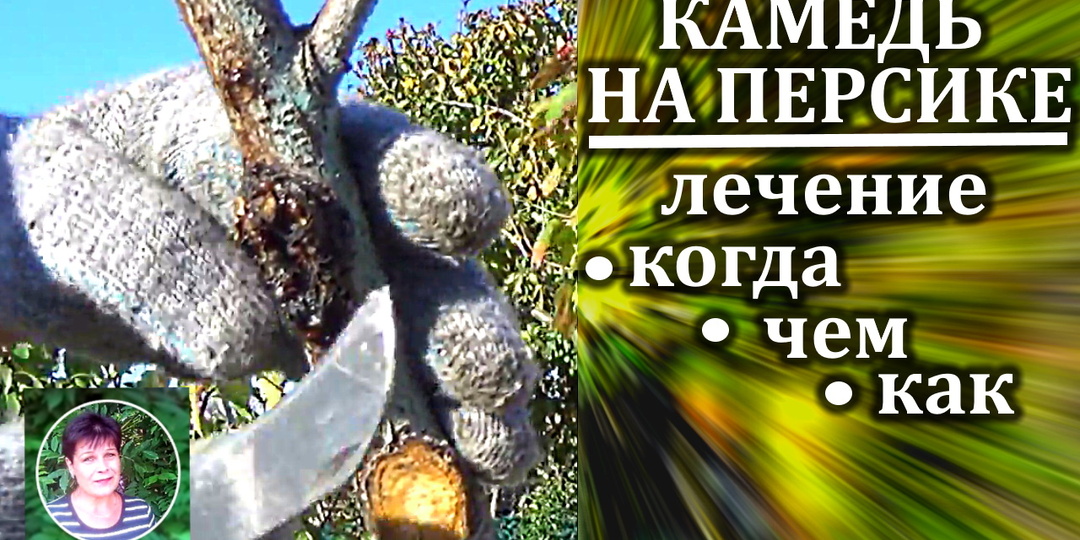 Никогда не обрабатывайте персик на зиму, пока не произведете с ним эти действия.