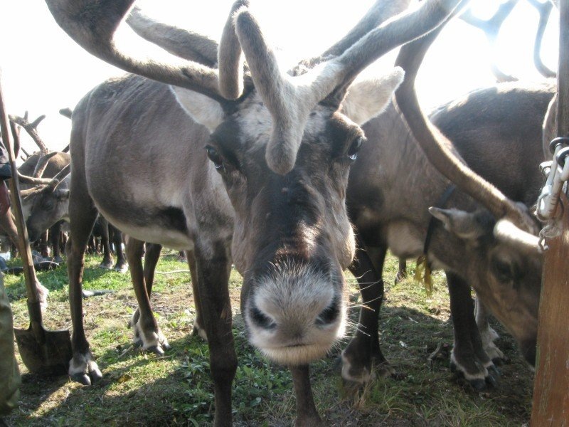 Величественный северный олень с массивными рогами, пристально смотрящий в камеру; его выразительный взгляд подчёркивает суровую красоту Таймыра.