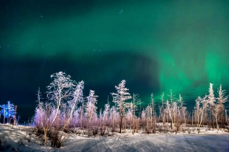 Заснеженные деревья, словно хрустальные, вырисовываются на фоне этого небесного спектакля, подчёркивая суровую, но чарующую красоту арктической природы.