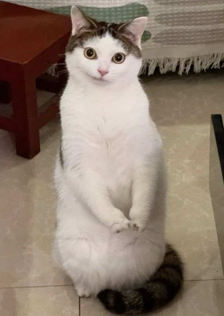 иллюстрация из яндекс картинки.