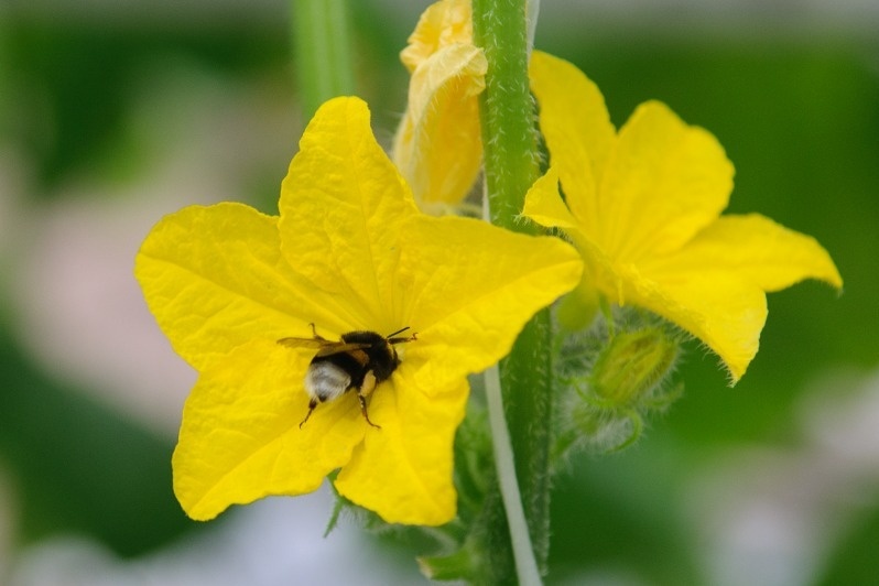 Фото: Алексей Бучнев / архив редакции