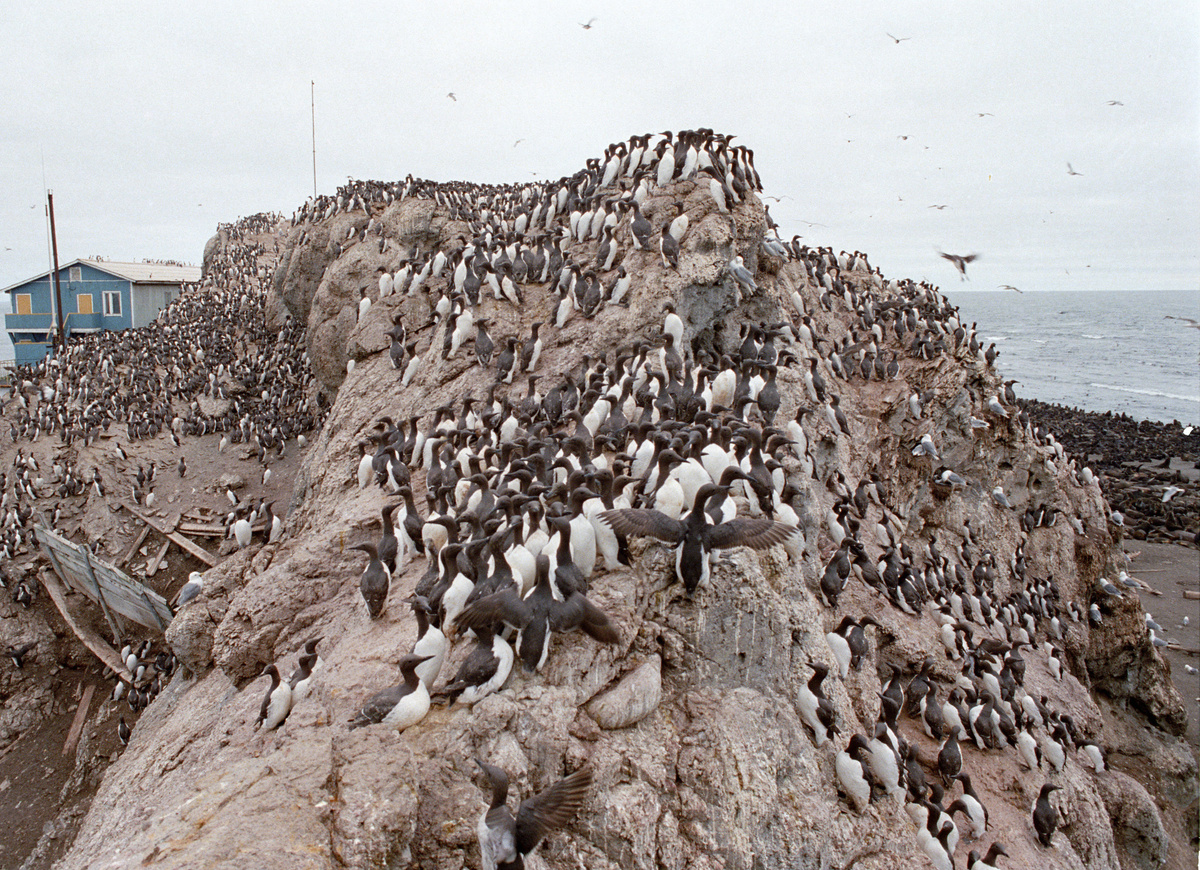     Птичий базар на заповедном острове Тюлений в Охотском море / РИА Новости