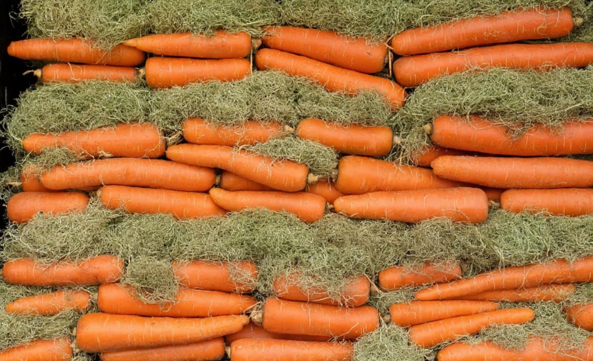 Три проверенных способа хранения моркови до следующего лета. Фото автора