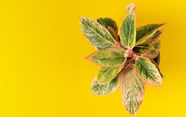 Источник фото shutterstock.com