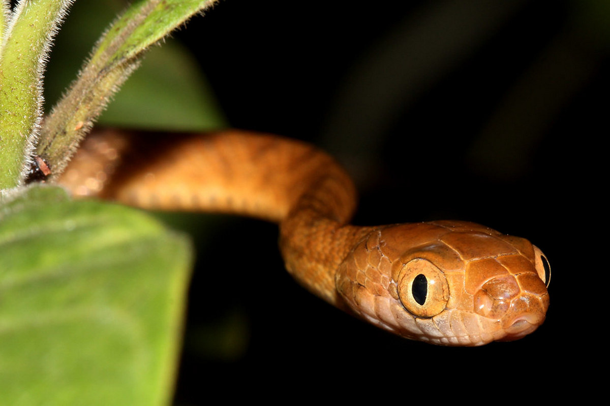 Коричневая бойга