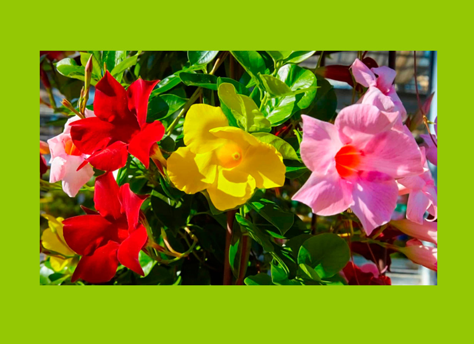 Очень понравилась Дипладения, но именно сейчас ей пора уходить на покой до весны.