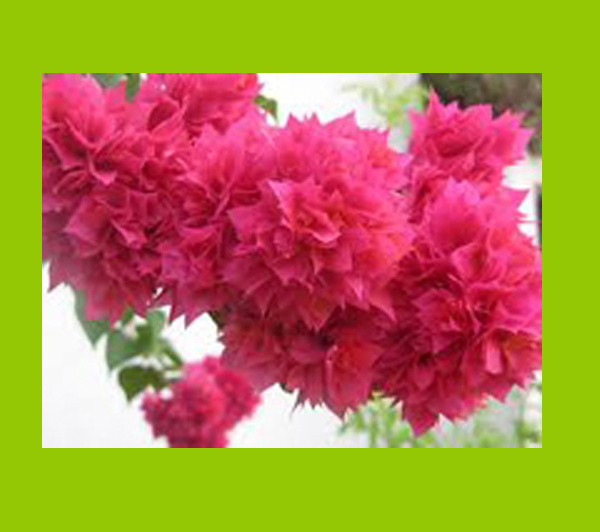 Бугенвиллия махровая розовая Дабл пинк