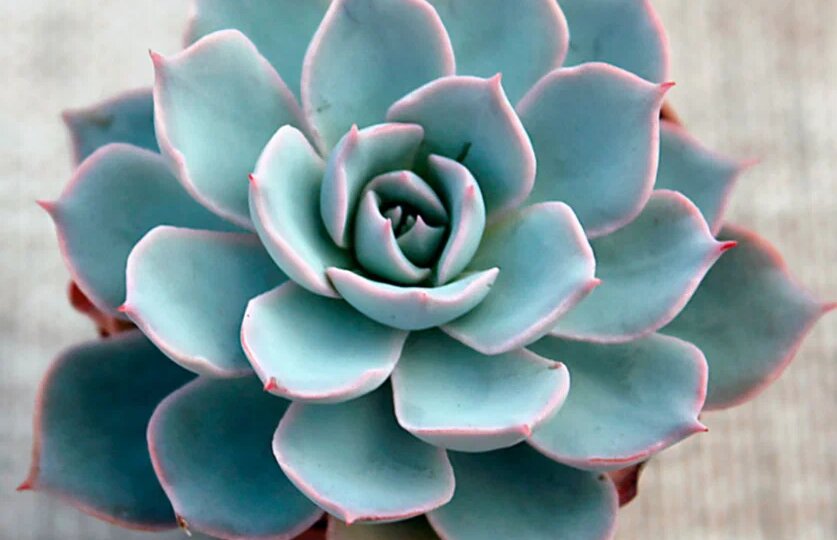 Эхеверия - советы по выращиванию и уходу.