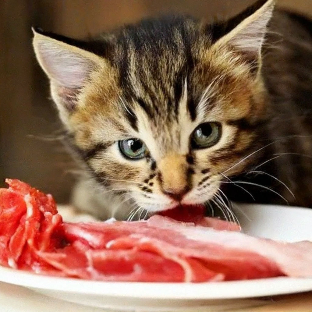 Я мяс люблю...Ой, я вас люблю!