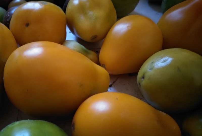 Как долго хранятся томаты? Проверяем на практике семь сортов