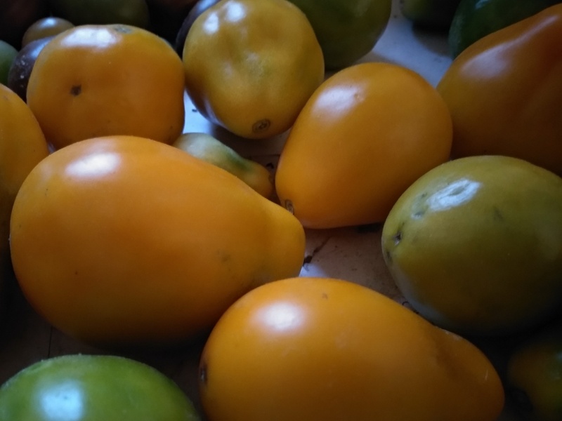 Крепкие плоды томатов «Труфельдино оранжевый»