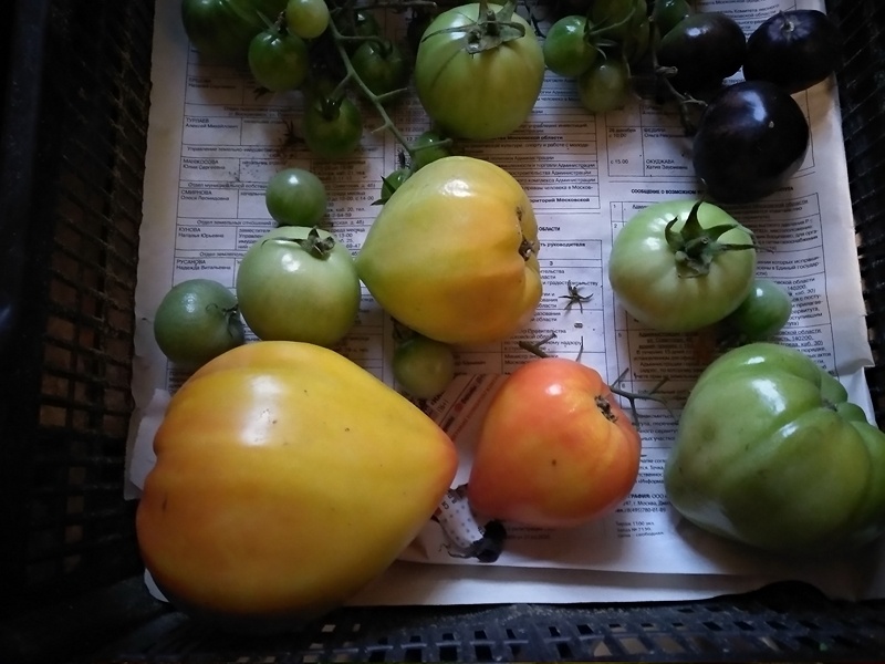 Поздний урожай «Оранжевый слон Минусинский»