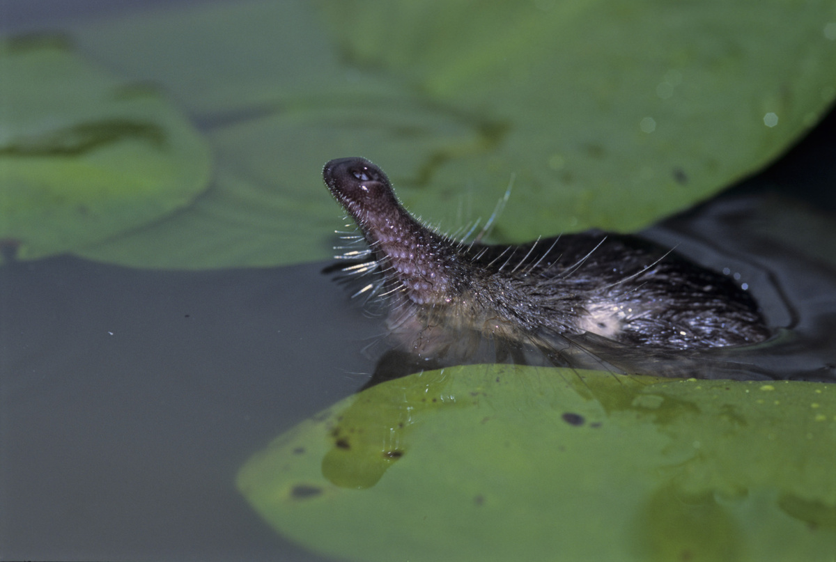 (с) Николай Шпиленок 