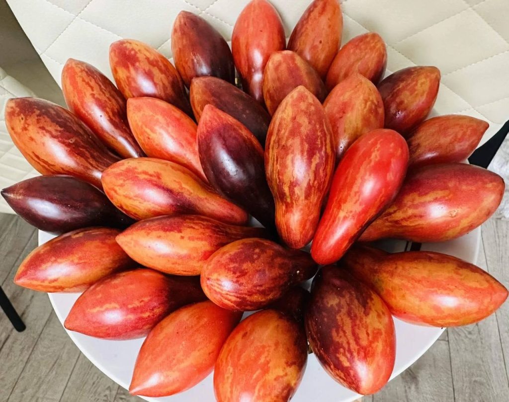 Сорт Гном Анто Розовая Пантера. Фото автора