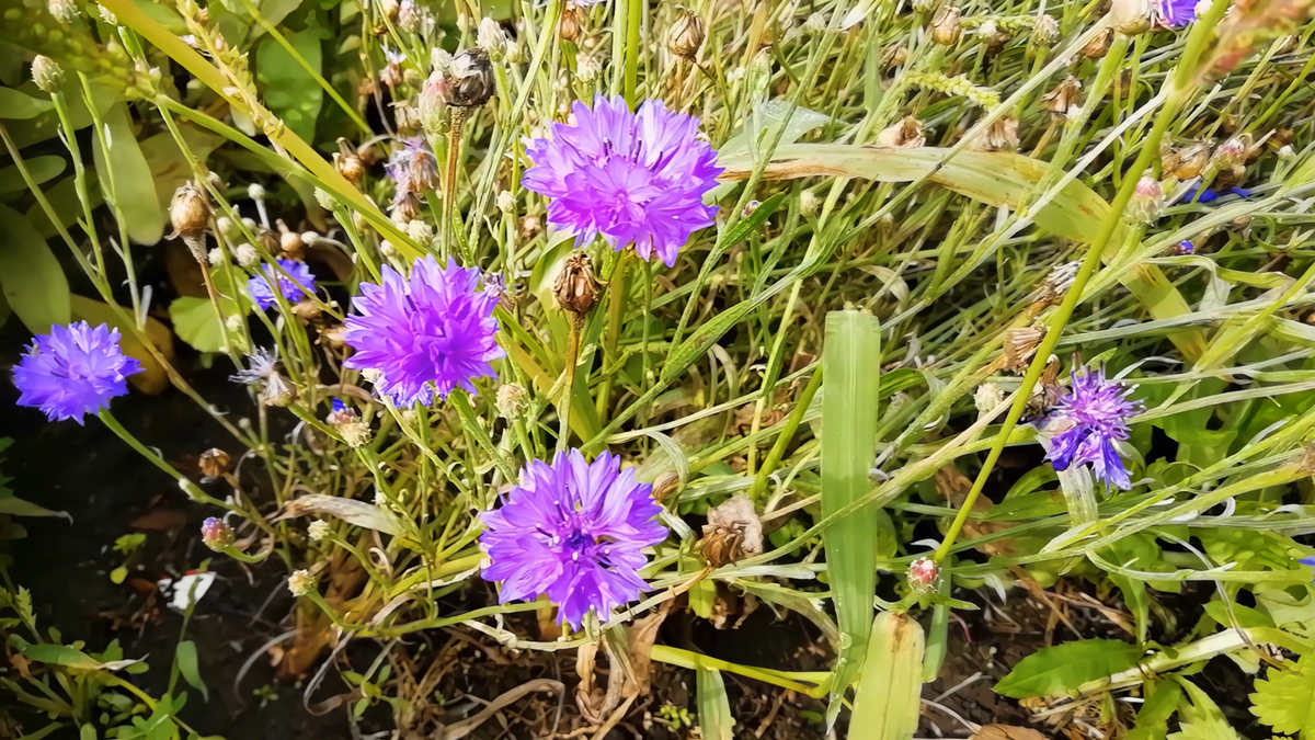 Василёк (Centaurea cyanus)