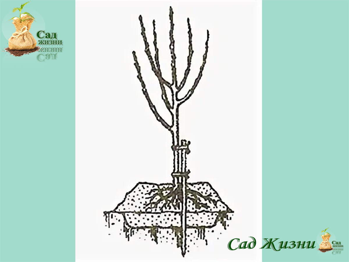 Правильная посадка плодовых деревьев