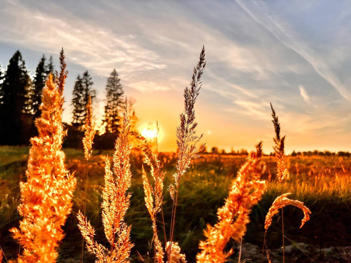 Главное преимущество жизни за городом - природа