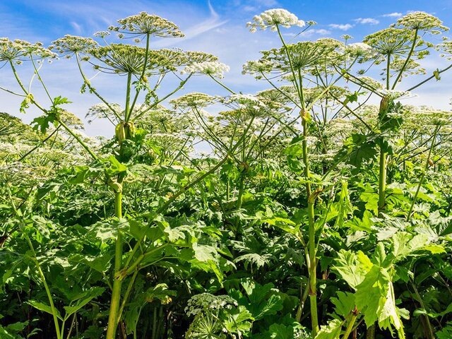    Фото: depositphotos/Alx_Yago