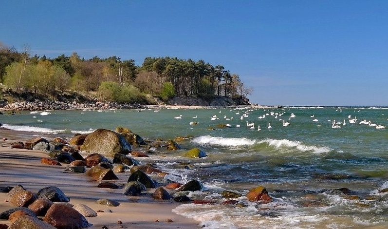Лебеди придетели. Побережье Балтийского моря, Калининградская область, 