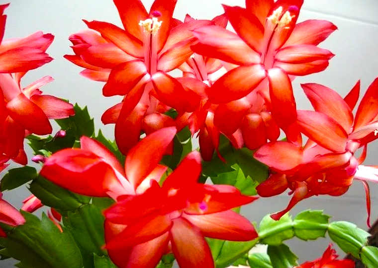 Готовим декабрист к пышному цветению. Что делать в ноябре: полный гид по свету, поливу, подкормкам и ошибкам