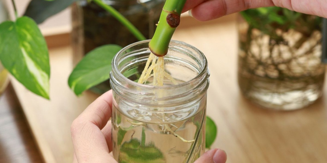 Натуральный укоренитель своими руками: как я оживила свои цветы