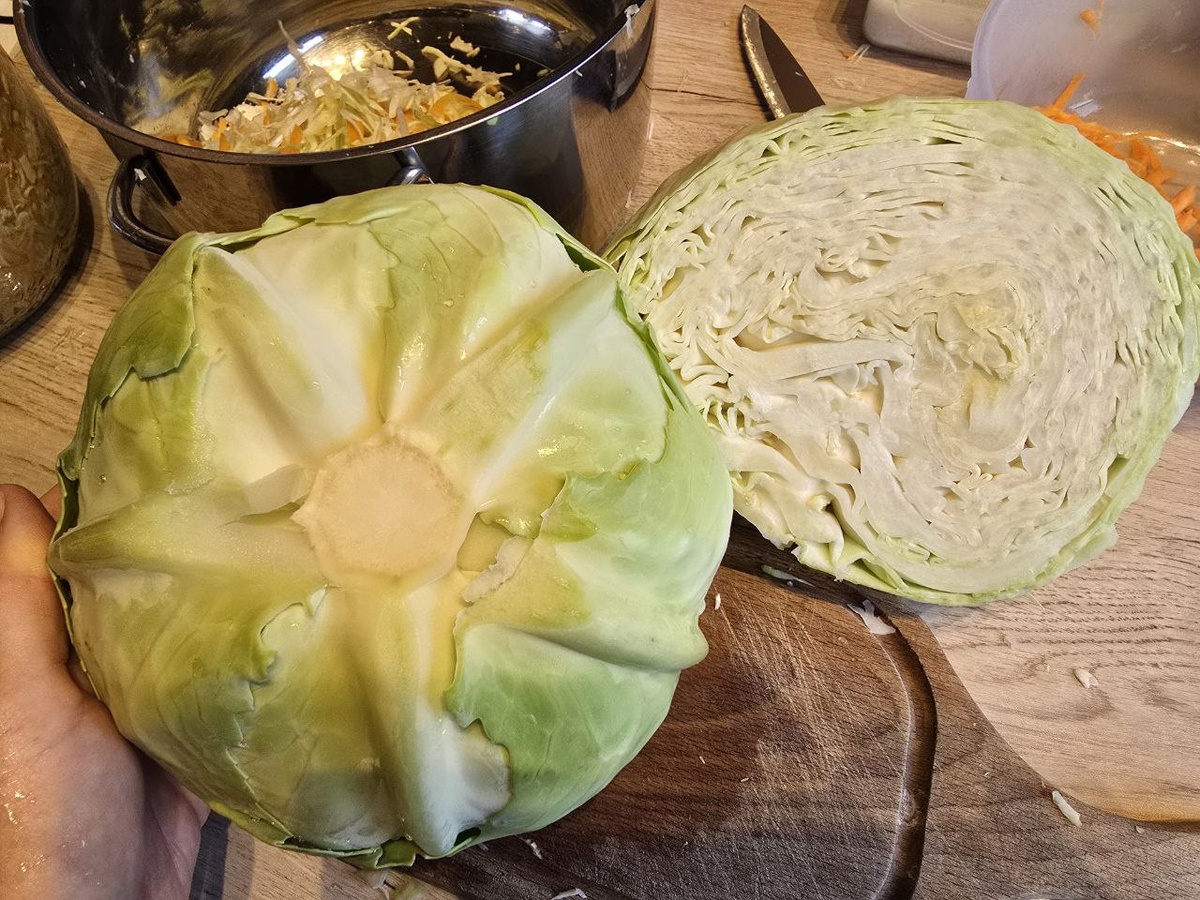 День капусты