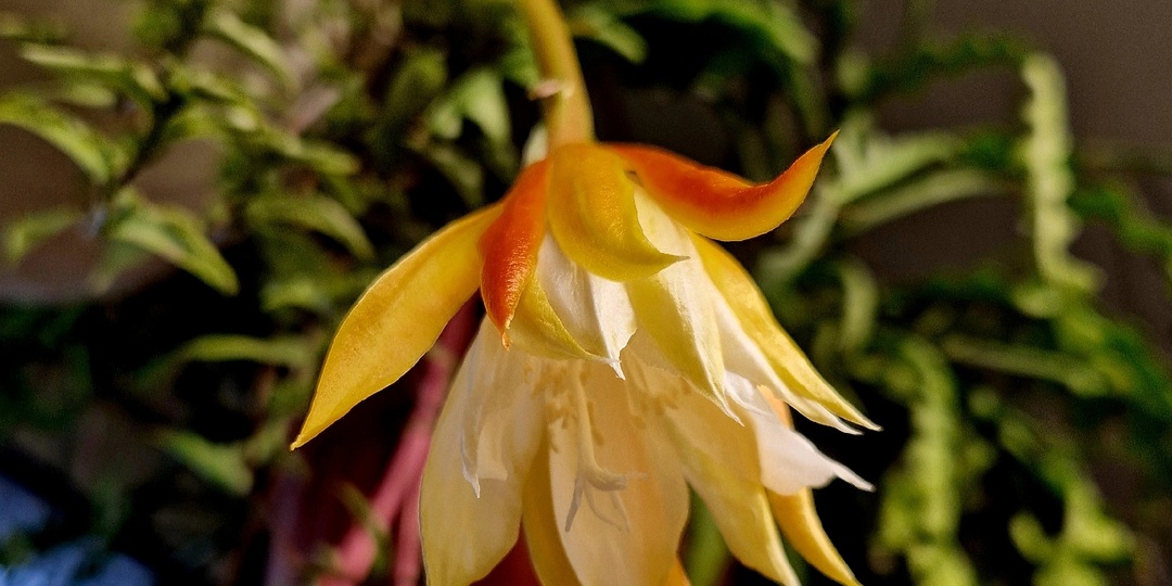 Эпифиллум ангулигер (Epiphyllum anguliger)