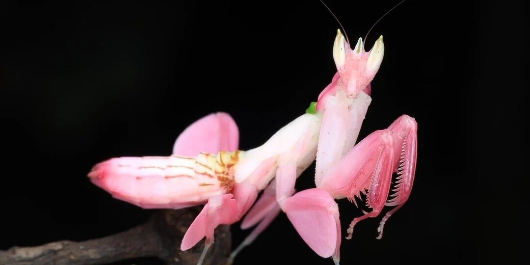 Богомол-орхидея: Цветок-обманщик, который охотится на своих поклонников