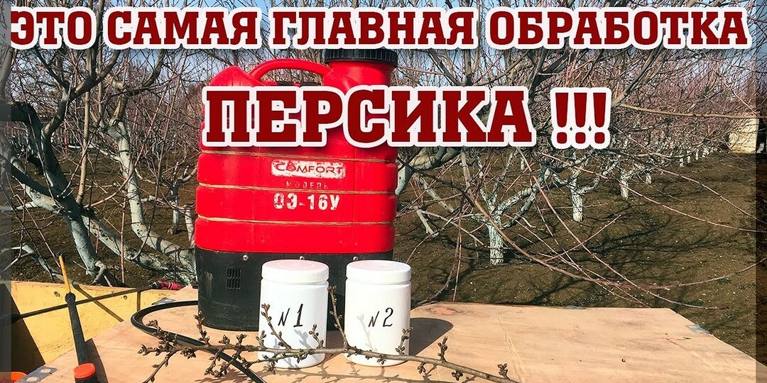 Самое важное в осеннем уходе за персиком: осенняя обработка персика для профилактики курчавости листьев и камедетечения