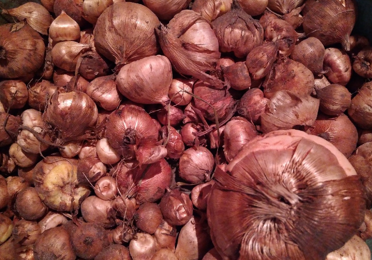 Как и где я храню луковицы гладиолусов зимой